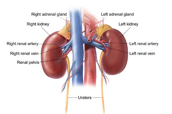 Kidney Failure - Causes, Prevention and Diet